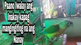Paano iwalay ang inakay kapag mangingitlog na ang Nanay