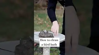 How to Clean a Bird Bath! #birdbaths