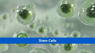 Medical Animation of Stem Cells