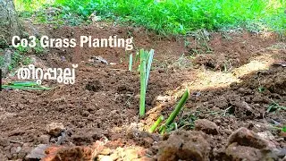 Co3 grass planting