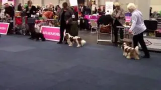 Bundessieger Dortmund 15/10/2016 judge M Hegerty male Champion class