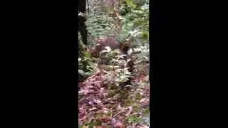 Kiwi sighting at Ulva Island, New Zealand