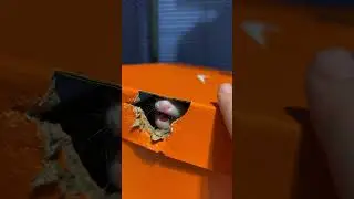 What’s in  the box! ￼#follow #fyp #possum #babyanimals #love #wildlife #animal #box #unboxing #cute