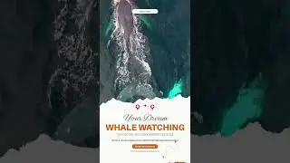 Guaranteed sighting: the ultimate marine adventure