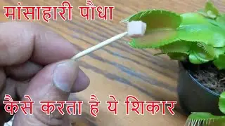 मांसाहारी पौधा कैसे उगाये l कैसे करे इसकी देखभाल और कैसे करता है ये शिकार l