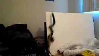 Bandit the Ferret Jumps attacks snake
