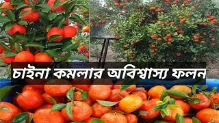 চায়না কমলা কী পরিমান ধরে?#fruit #video #orange #lifeisbutadream 