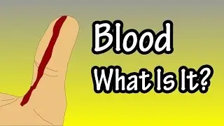 Blood - What Is Blood - Primary Functions Of Blood - Components Of Blood - What Does Blood Do
