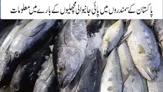Karachi Fishery Information | sea of Pakistan | Fisherman Experience shared | Fish Documentary 1