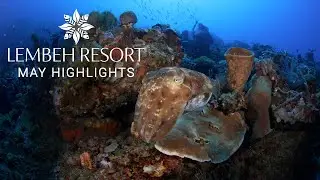 May Highlights from Lembeh Strait