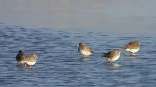 Tureluur, Lepelaar, Brandgans (Koudekerkse Inlaag, 30 dec 2025)