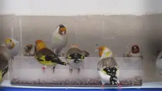 Siberian Goldfinches Eating Together | Relaxing Aviary Bird Sounds