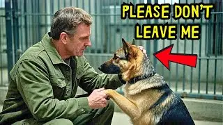 ❤️ Veteran Finds a Forgotten German Shepherd&mdash;What Happens Next Will Melt You!