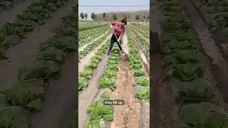 Plastic Bags Made Them 50 Years Smarter 😳🌾 #shorts #amazing #farming