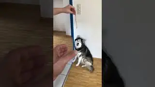 Husky Dog Fights for Treat #shorts