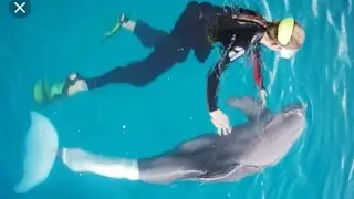 Clearwater Marine Aquarium / Winter The Dolphin from Dolphin Tale 1 & 2