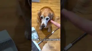 मम्मा हुई टोबो पर गुस्सा 🐕💯 #short #tobo #dog