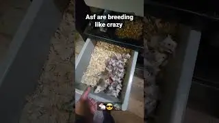 Asf's