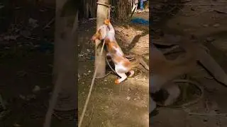 Cute little cat funny videos||Funny cute little cat||Funny mischief of little cats||#shorts