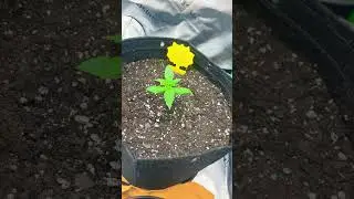 A little Talk and Walk Garden Update | 2 weeks from Germination #shorts