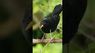 Blackbird's uncommon piercing call - Bird Sounds #shorts