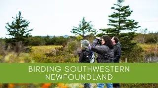 Birding By Season in Newfoundland