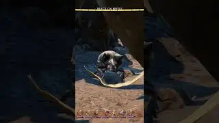 fly high black ox beetle
