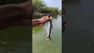 Pangas silverfish Macha li BiyaranAll GujratSilerContactmeMo9998658599 #yutubeshorts#fishviralvideo