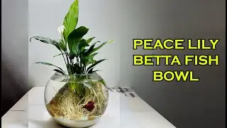 Peace Lily Betta Fish Bowl Aquarium | Betta Fish Tank Setup | Grow Peace Lily in Water