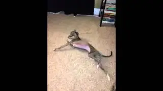Italian Greyhound stretching and rubbing her back!