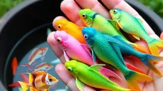  Unboxing Ikan Hias🐋🐤,Bebek angsa, Ikan lele,Ikan Cupang,Ikan Koi,Ikan Mas,Kura Kura Brazul, udang