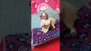 Khana ji #viral #shorts #nocopyrightmusic #podcast
