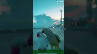 Mintee & Amber💚🤍 #talkingbird #talkingparrot #ringneck #fyp #fyp; #viral #funny #funnypets