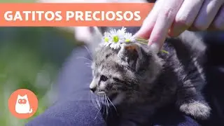 Los mejores V&Iacute;DEOS de GATOS BEB&Eacute;S jugando 😹