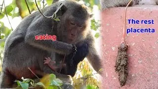 Congratulation! Newborn baby monkey on 19.04.2019 - Mai she eat all the rest placenta