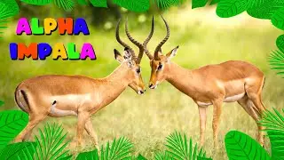 Alpha Impala with his friends sunbathing and resting ☀️🦌