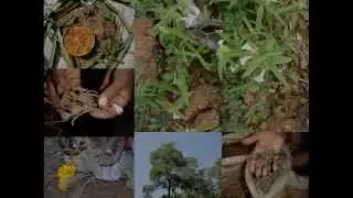 Medicinal Rice P5N Formulations for Colebrookea Excess: Pankaj Oudhia's Medicinal Plant Database