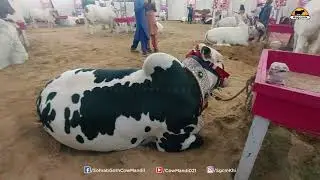 Sabzwari Cattle Farm VIP TENT 2021 | VIP TENT VIDEO | COW MANDI 021