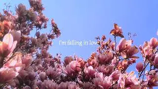 magnolia