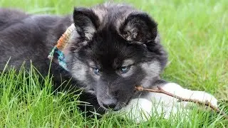 We got a Puppy! Rare Agouti Siberian Husky