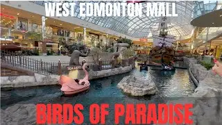 Experience the BIRDS OF PARADISE at West Edmonton Mall| Travel Edmonton, Where to go in Edmonton?