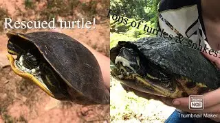 Tons of turtles & snakes! Herping creeks, ponds, and rivers!