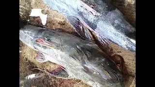 big size bhagar fishing video skills #Assam #vairal #fishing #video #skills