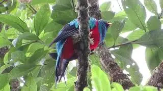 Birds in the Rio Blanco Reserve  Reserva Ecologica Rio Blanco, Manizales, Colombia