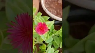 sunrose flowers #trending #nature #shortsfeed #shortvideo #shorts#viralvideo  climbing rose plant