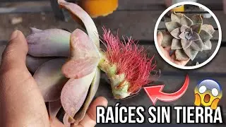 Le salieron raíces a mis suculentas sin tierra