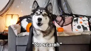 Husky Tells Two of His Scariest Stories! 