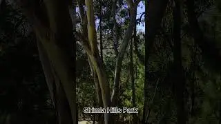 Shimla Hills Park  Abbottabad | Relaxing Nature | Soulful Scenery #Abbottabad #shimlahills