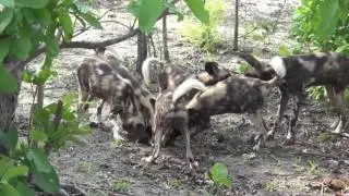 african savanna- ecology