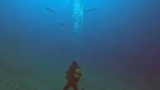 Diving Playa Chica Lanzarote November 24